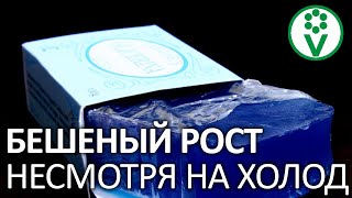 ПОЛЕЙТЕ ЭТИМ ОГУРЦЫ И ТОМАТЫ ДЛЯ БЫСТРОЙ ПРИЖИВАЕМОСТИ ПОСЛЕ ПЕРЕСАДКИ!