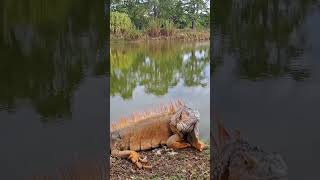 Green Iguana 🦎