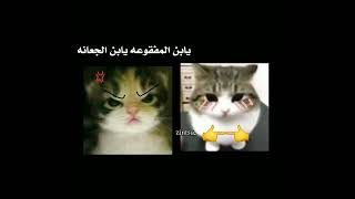 ف تحب البرجر؟ 🤭🍔 #اكسبلور #cat #shortvideo #قطط #فلسطين #youtubeshorts #viral #shorts #short #pubg