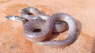 wolf snake