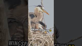 Learn more about Great Blue Herons #longlegs #pointedbeaks #