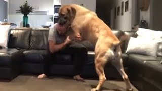 Big Boerboel Loves to Wrestle BEST Memories  #trending  #doglover #shortvideo