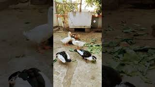 duck #হাঁস #ducks #youtubeshorts #viral #shorts