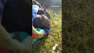 Die Dawgs erkunden die Welt #witzig #lustig #funny #tiere #animals #meme #lachen #happy #wombat