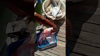 Ikan Merah,cermin,kerapu🤲🥰 #shorts #short #viral #youtubeshorts #shortvideo #nelayan #like #foryou