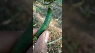 small sponge gourds are growing on the plants #nature #farming #spongegourd #shorts