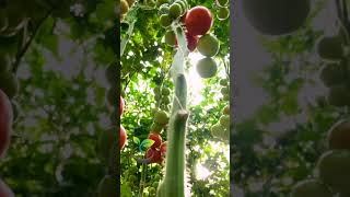 🍅 Master the Art of Watering Tomatoes | Green Thumb Gardening