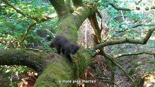 Pine Martens with Billy Heaney | See Nature