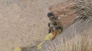 Cordilleran Canastero Preening (Atacama Desert, Andes, Chile)