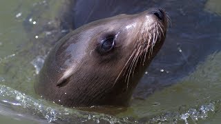 Sea lions at Longleat, UK