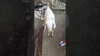 #shorts #GOATS #KIDS #BAKRE-BAAZZ