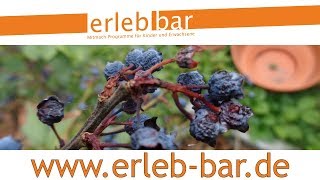 Kleines ABC der Erntehilfen – Vertrocknete Heidelbeeren retten und verarbeiten