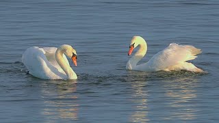 Territorial Rotation Display of Mute Swan Males [4K]