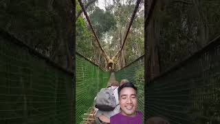 Gibbon swings over family while crossing a bridge #travel #adventure #shorts