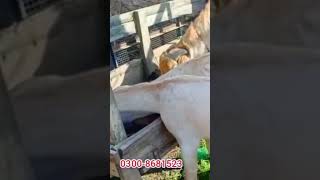 #shorts | shortvideo | pure makhi cheeni goats breeding farm | shortsvideos