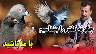 چگونه یک کفتر را بشناسیم با ما باشید/عبدالباقی سلطانی/Afghan Shawqi028