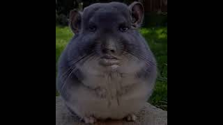 Manly chinchilla