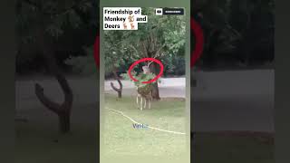 Human beings should learn from the animals| @VirHut1419 #subscribe #shorts #monkeyshorts #deers