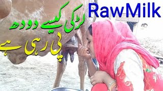 Girl Cow Milking by Hand and Raw Milk Direct Drinking || Daily Routine || Village Girls Life