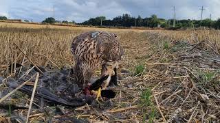 Goshawk Clips