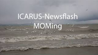 ICARUS Newsflash - MOMing