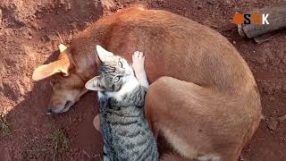 Le vivre ensemble entre les animaux domestique.