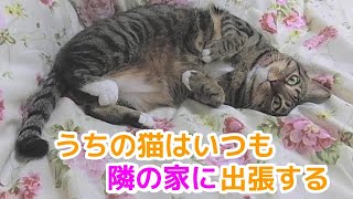 ♯145【猫のほのぼのする話】うちの猫はいつも隣の家に出張する