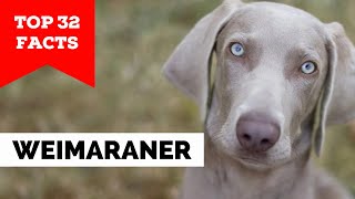 99% of Weimaraner Dog Owners Don't Know This