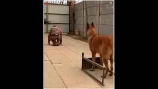 New army  WhatsApp status || Army dog || Army Dog training demo || commandos || Army Dog video ||