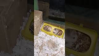 Excellent hamster pets.. .. #shortvideo (5)