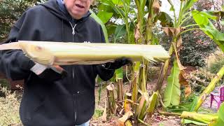 How to Overwinter banana trees - Banana Tree Winter Preparation -   How to grow bananas - see this