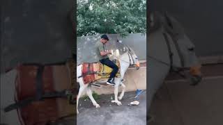 Anwar Jibawi l First time riding a horse 🐎