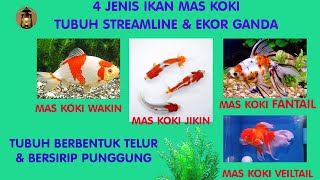 Ikan Mas Koki Wakin, Jikin dan Fantail, Veiltail | Ayu Damar Lampu