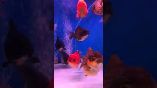 #Most beautiful fishes around the world #Tortoise #Viral short #Dubai#fish tank#Aquarium