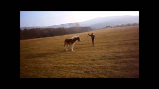 [It's not over] - Natural Horsemanship & Trick Training