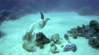 Turtle Buried in Sand Snorkeling Great Barrier Reef