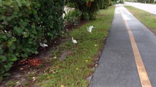 Bike riding on Sanibel Island bike paths collecting mangoes fallen from the storm