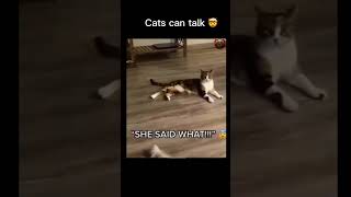 Cats can talk ￼🤯