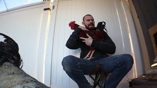 Funny pet roosters react to beat-boxing!