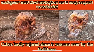 Cobra Badly Injured By The Bulldozer #snake #wildlife #viral #trending #cobra #mysore #india