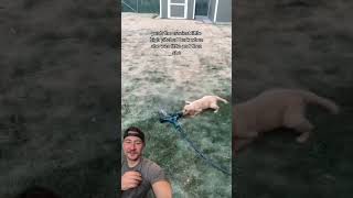 Dog dad gives commentary of his dog’s puppy videos