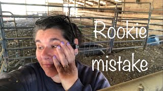 Lambing diaries: I messed up! Vlog 585