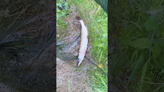 pike attack on dead bait #fishingriver #fishinglife #pikefishing