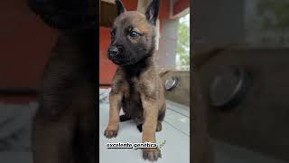 nuestros malinois ❤️🧬 mostrando su excelente genética