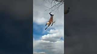 Dog Jumps and Tries to Bite Off Fruit Hanging From Tree #dog #jump #hanging #tree #viral #from