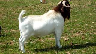 Firbeck boer goats - Herd bucks. Northlew Jamaal, Hairy  Bob Bond and Firbeck Red Rufus