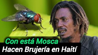 CUÍDATE DE ESTA MOSCA TE PUEDEN HACER UNA BRUJERÍA y Puedes M0RIR