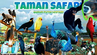 KOLEKSI SATWA LANGKA TAMAN SAFARI TERBARU “GURUN PUTIH LESTARI SAFARI PARK” 4K