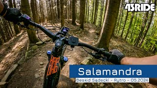 Salamandra - Beskid Sądecki - Rytro - RAW - 05.2024