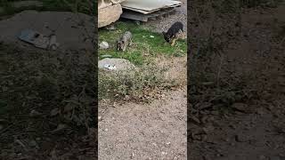 03.11.2024.Сарыағаш.Машкі - Звонок кушіктер.🐕🐶🦮🐕‍🦺🐩